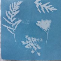 Atelier “plantes et cyanotype”