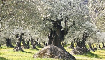 Sentier des oliviers