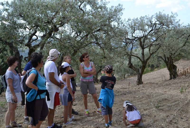 Rando apéro dans les oliveraies du Nyonsais à Nyons - 0