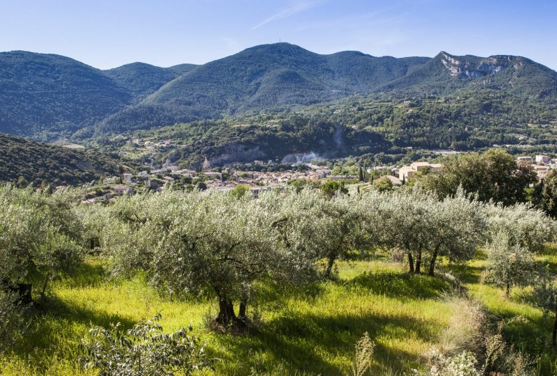 Le pays de l’olive… et des lavandes (n°10) à Nyons - 0